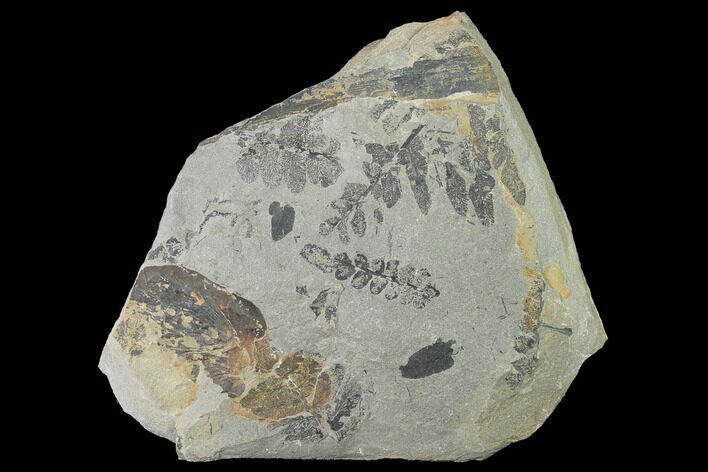 Fossil Fern (Neuropteris & Macroneuropteris) Plate - Kentucky #142407